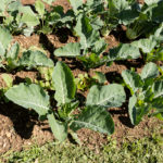 Chou-Romanesco_PdS_17-05-20-1