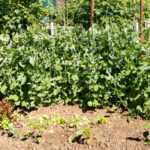 Petits-pois_17-05-20-1