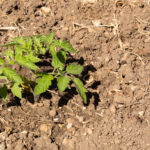 Tomate_PdS_17-05-20-1